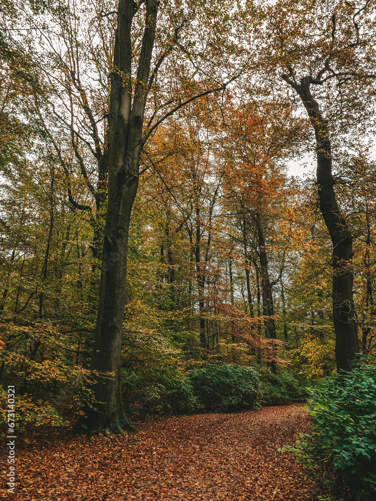 path in autumn forest