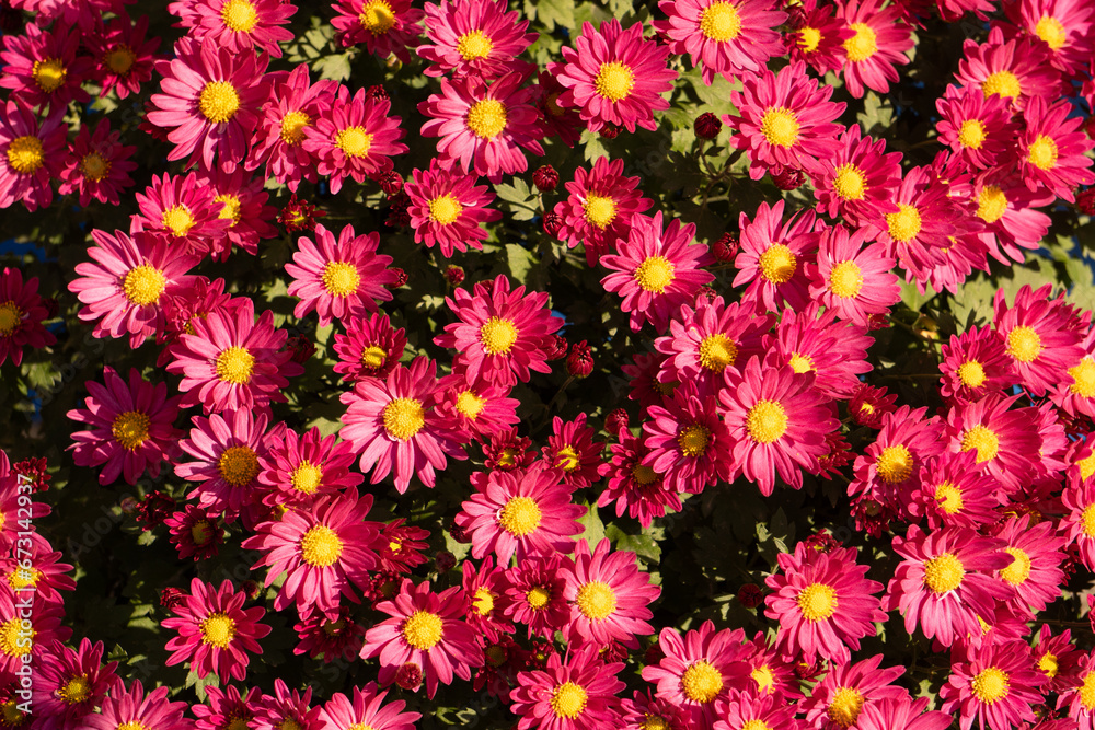 菊 菊