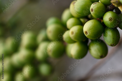Green coffee beans stick to the branches