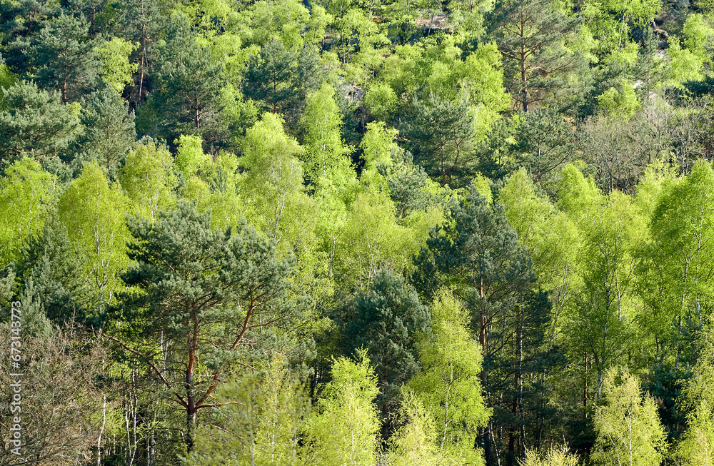Betula verrucosa, Bouleau verruqueux, Réserve biologique de la Plaine de Chanfroy, Forêt de Fontainebleau, 77, Seine et Marne, France Betula verrucosa, Bouleau verruqueux, Réserve biologique de la Plaine de Chanfroy, Forêt de Fontainebleau, 77, Seine et Marne, France