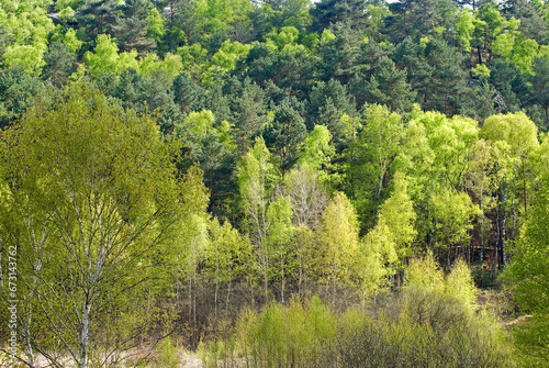 Wallpaper Mural Betula verrucosa, Bouleau verruqueux, Réserve biologique de la Plaine de Chanfroy, Forêt de Fontainebleau, 77, Seine et Marne, France Torontodigital.ca