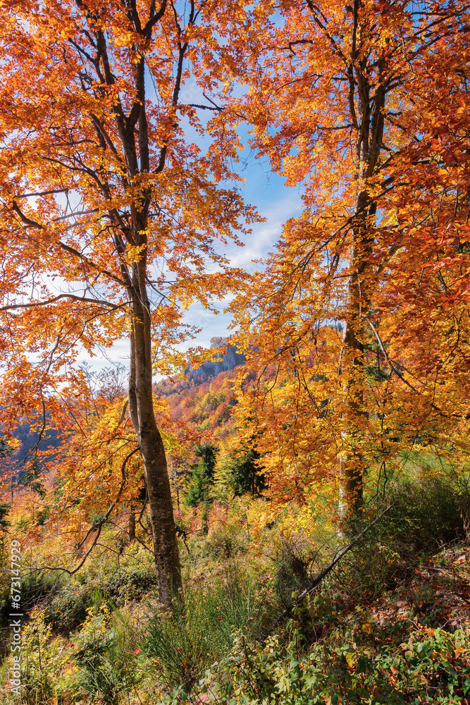trees in colorful foliage. beautiful nature background in fall season. pietrele negre cliffs of apuseni mountains in the distance. warm sunny weather in autumn trees in colorful foliage. beautiful nature background in fall season. pietrele negre cliffs of apuseni mountains in the distance. warm sunny weather in autumn