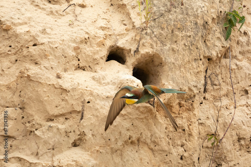 Common bee-eater Meropidae Zolna