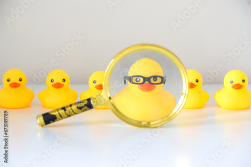 Magnifying glass puts in focus yellow rubber duck with glasses standing out amongst other plain yellow rubber ducks. Stand out concept, job interview, Human Resources and career concept.