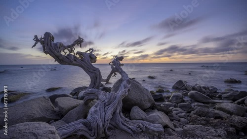 Timelapse Video of the Old Tree on the Island of Aruba, Dutch Caribbean