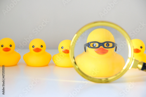 Fotografie Using rubber ducks to show best candidate for job concept
