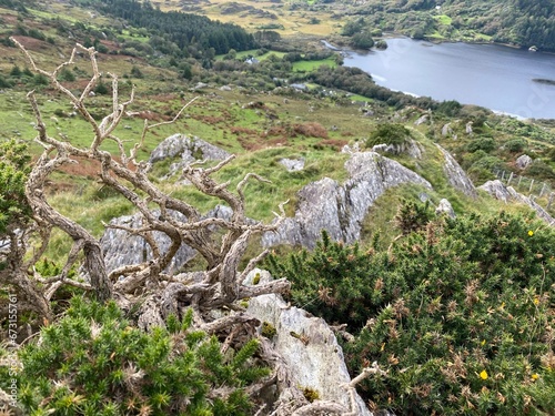 A gnarled tree above Glanmore Lame in Kerry, Ireland.
