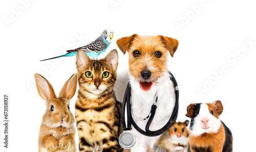 dog and cat and parrot and hamster doctor veterinarian and steth