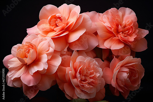 A cluster of delicate peachy flowers against a dark background. Apricot Crush color. Floral beauty. Design for nature promotions, banner, or backdrop