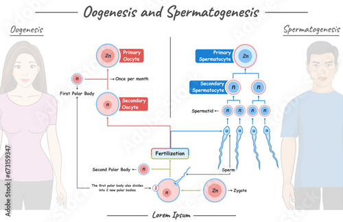 Oogenesis and spermatogenesis photo