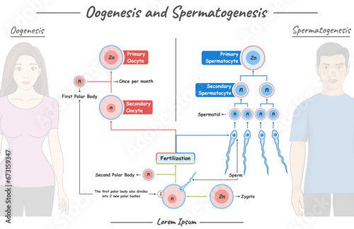 Oogenesis and spermatogenesis