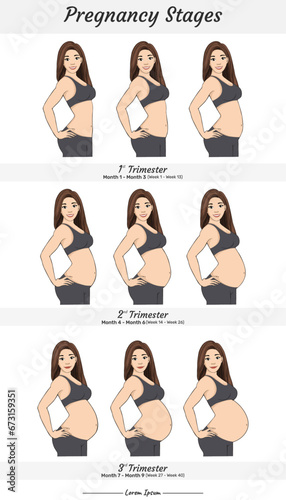 Pregnancy stages