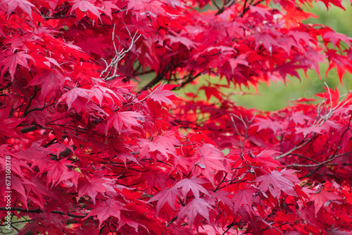 Close-up of maple leaves in autumn in a Japanese garden