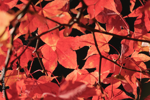 Close-up of maple leaves in autumn in a Japanese garden