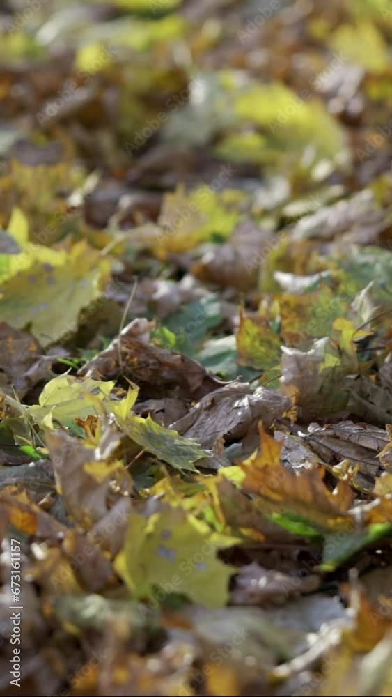 Vertical video, Camera moves to the right side along fallen autumn dry and yellow leaves lying on ground in sunrays, Backlighting (Contre-jour). Autumn leaves falling from trees on bright sunny day Vertical video, Camera moves to the right side along fallen autumn dry and yellow leaves lying on ground in sunrays, Backlighting (Contre-jour). Autumn leaves falling from trees on bright sunny day