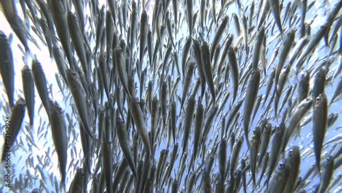 Bottom view, Close up of large shoal of Hardhead Silverside fish swims on blue sky with clouds and sun on background, Backlight (Contre-jour), Real time photo