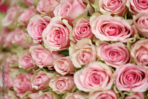 Bouquet of colorful roses as background  closeup. Pink flowers full frame