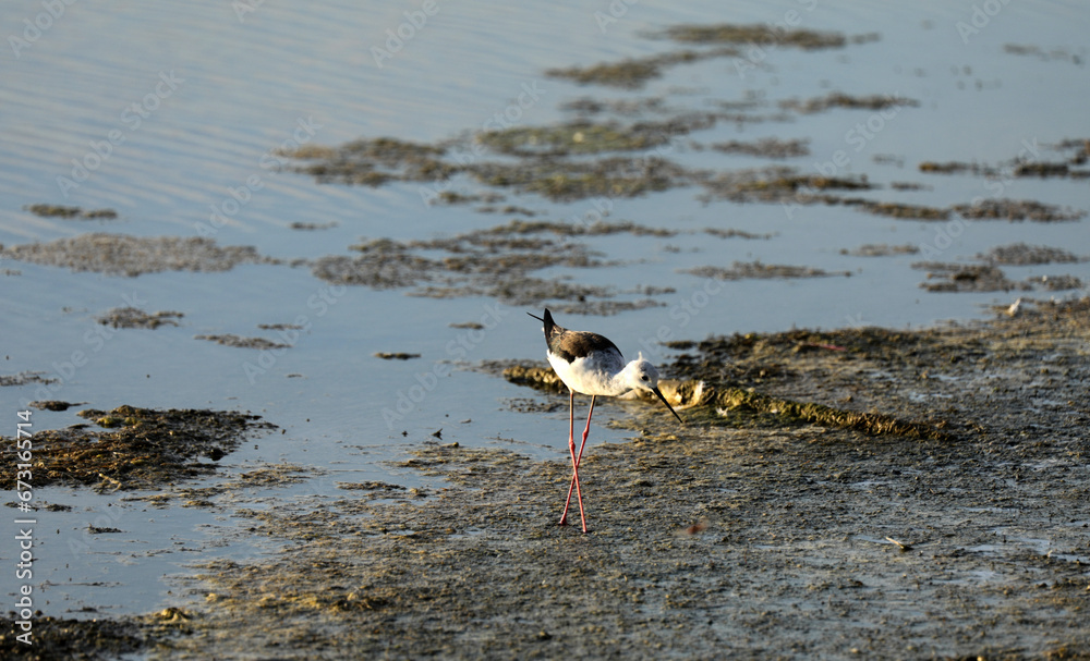 Bird in the water shore beach foraging in the Camargue Bird in the water shore beach foraging in the Camargue