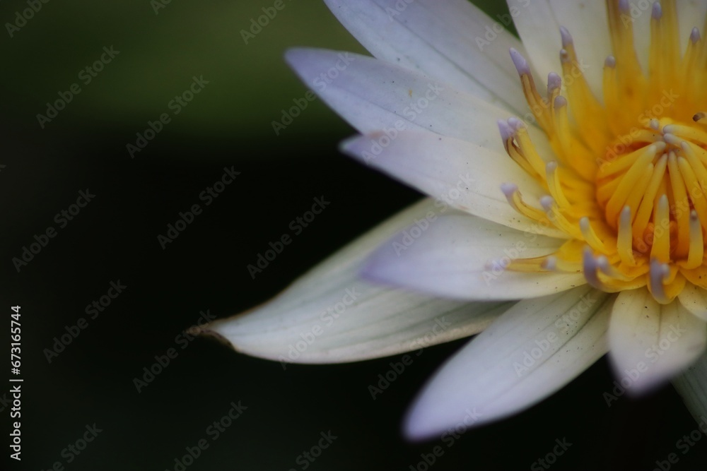 close up of lotus petals