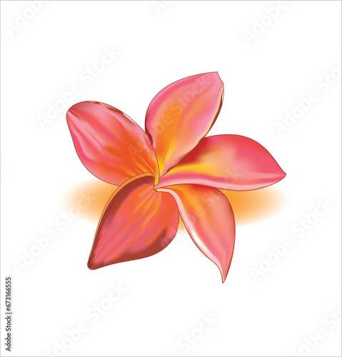 frangipani flower isolated on white