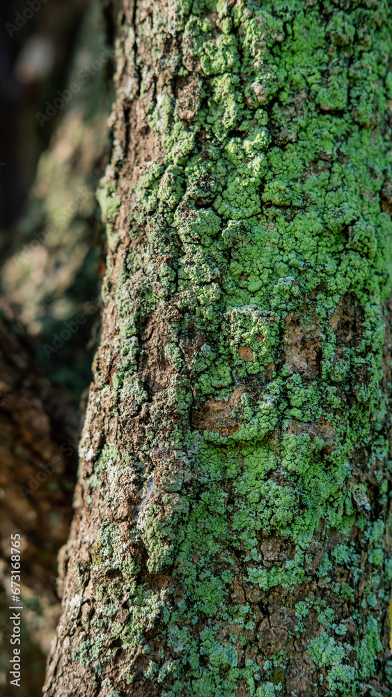 Fototapeta premium bark texture