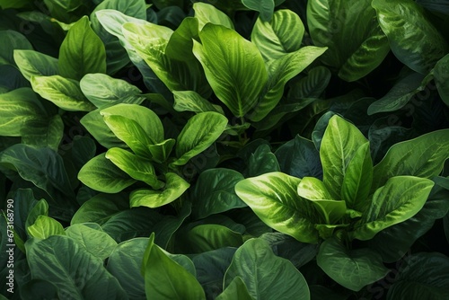 Close up view of lush green leaves. Generative AI