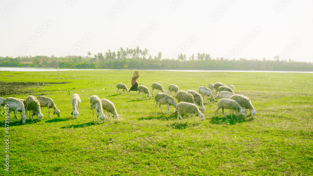 Obraz premium sheep in the field