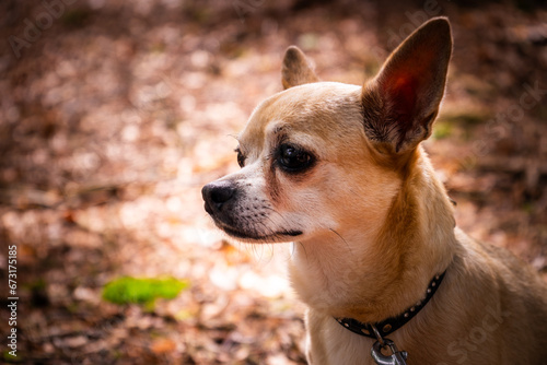 Leila the Chihuahua Dog on a hiking tour in the autumnal Bavarian Forest, Bavaria, Germany. photo