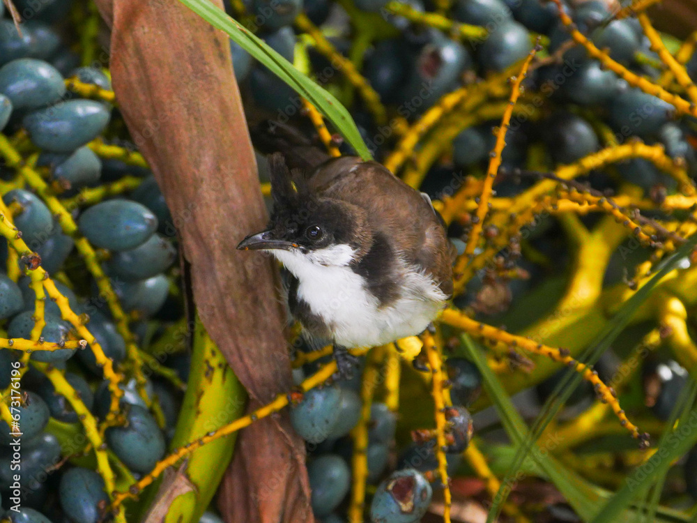Obraz premium Close-up of a juvenile red Whiskered Bulbul bird perching on palm tree 
