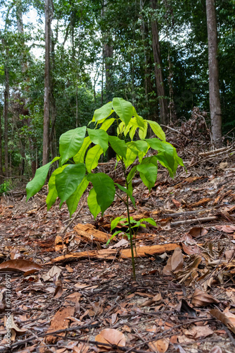 Foto Resilience in the Amazon: sapling thriving amid in an area scarred by deforestat
