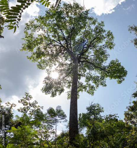 Fotografía An imposing Brazil nut tree (Bertholletia excelsa) rises above the Amazon rainfo