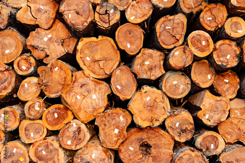 Side view of a stack of logs from a sustainable forestry area in the brazilian Amazon rainforest