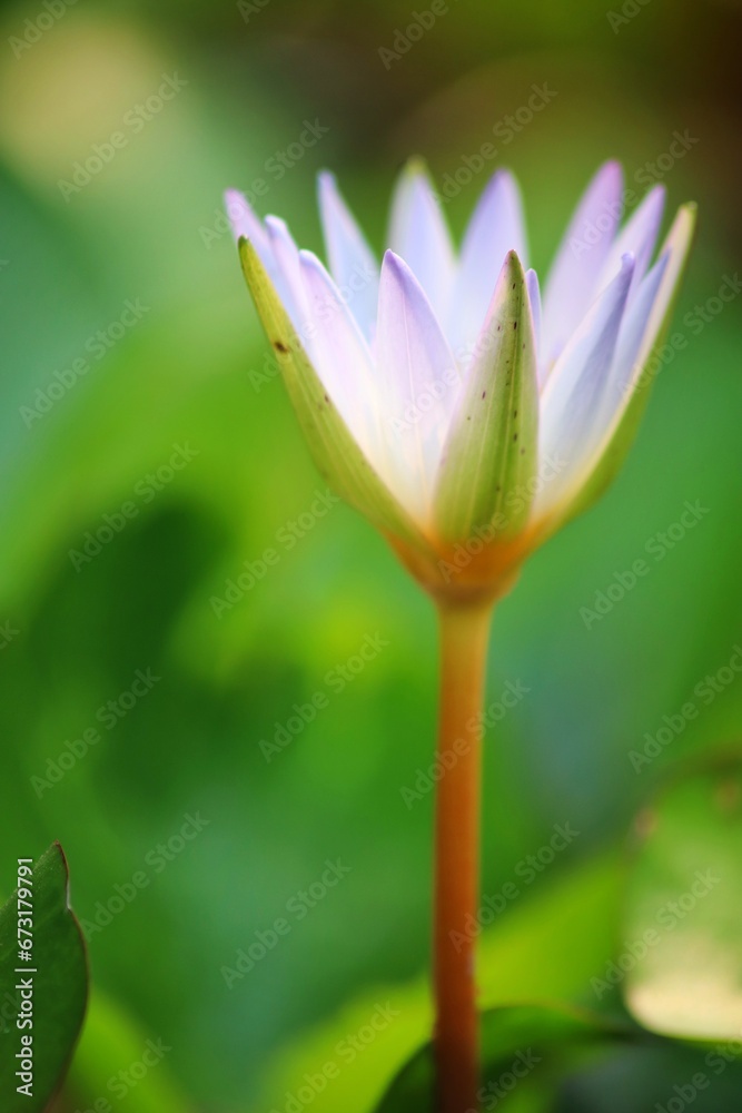 Fototapeta premium close up of lotus petals