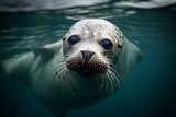 Adorable seal, marine creature, alone. Generative AI
