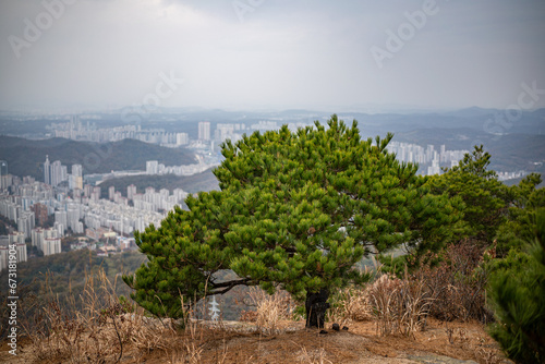 Canvas Print small pine tree rooted in a rock at the top of the mountain