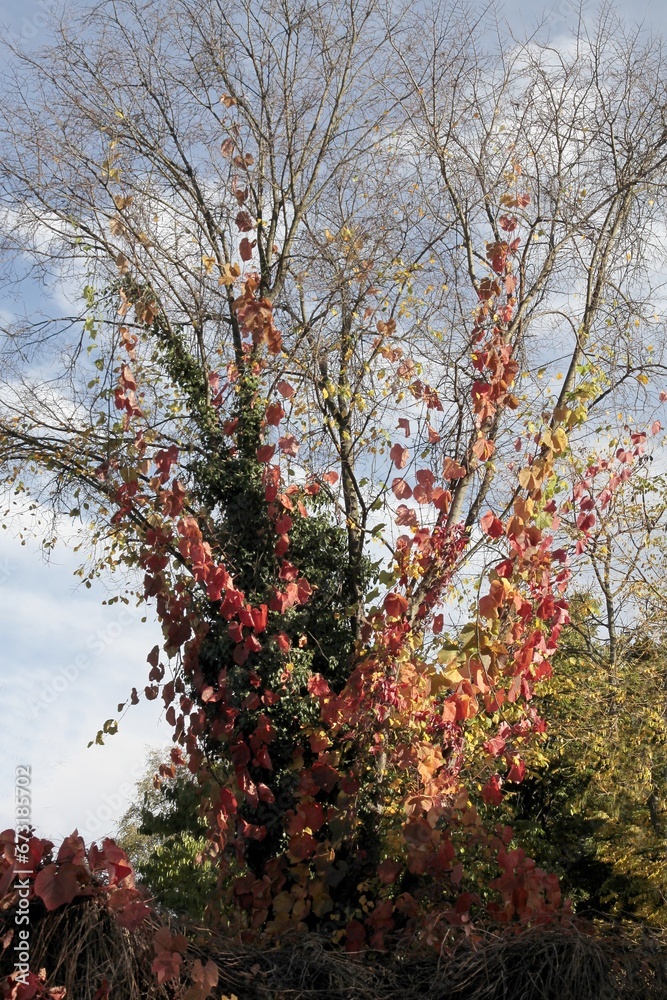 colorful autumnal seasonal leaves in park colorful autumnal seasonal leaves in park
