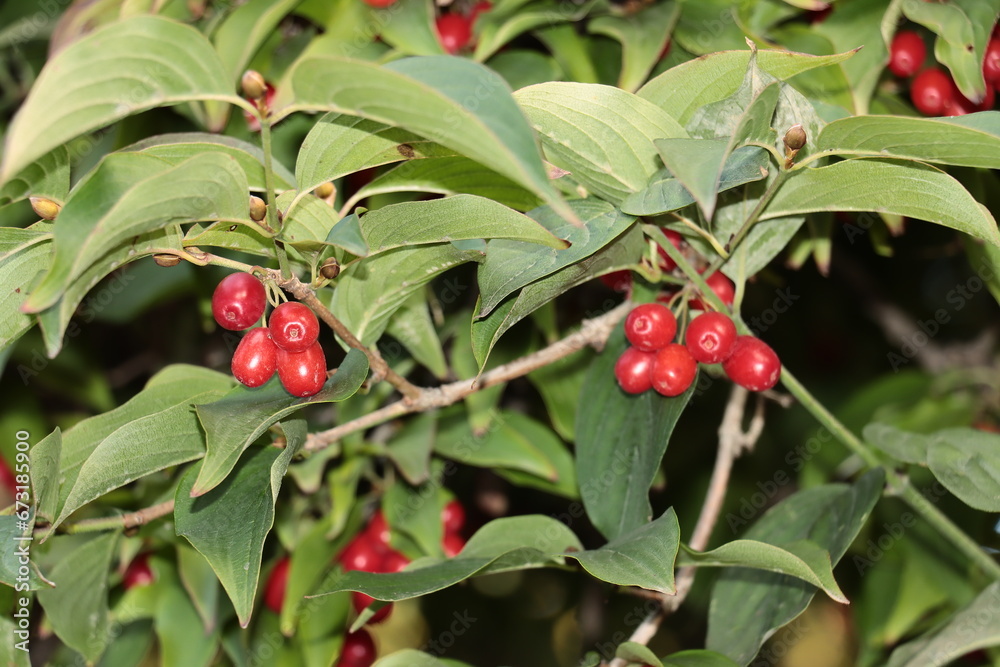 cornus mas tree with red fruits 