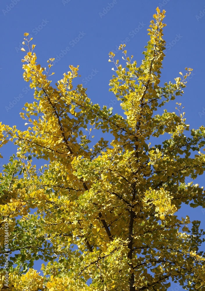 colorful autumnal seasonal leaves in park colorful autumnal seasonal leaves in park