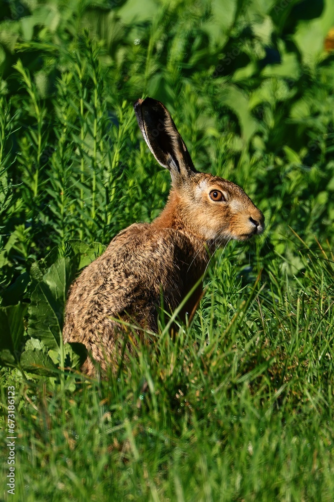 Fototapeta premium closeup of a hare