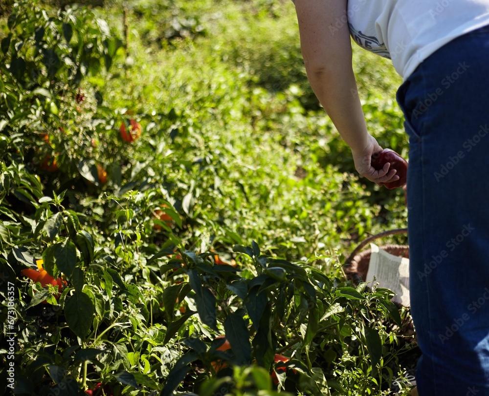 Fototapeta premium Picking red pepper on a sunny day