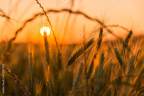 Zachód słońca, kłosy zbóż i traw