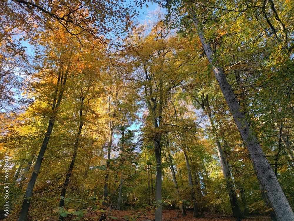 Herbstwald Herbstwald