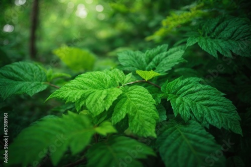 nettle in the forest