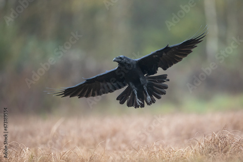 Bird - beautiful raven Corvus corax flying bird North Poland Europe © Marcin Perkowski