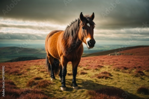 horse in the field © Kinga