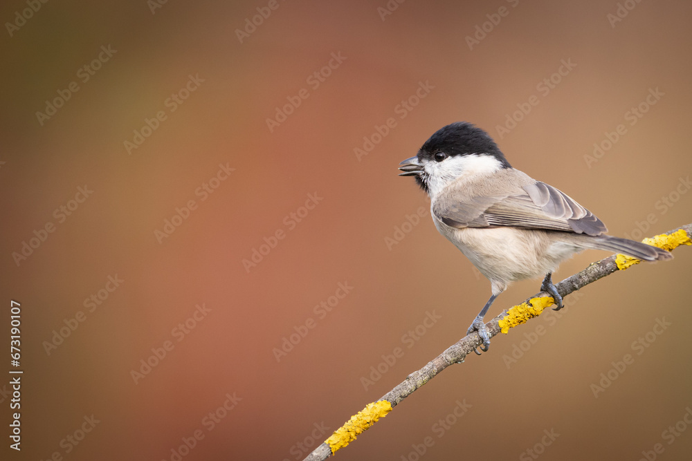 Fototapeta premium Bird - Marsh tit Poecile palustris perched on branch, winter time Poland Europe