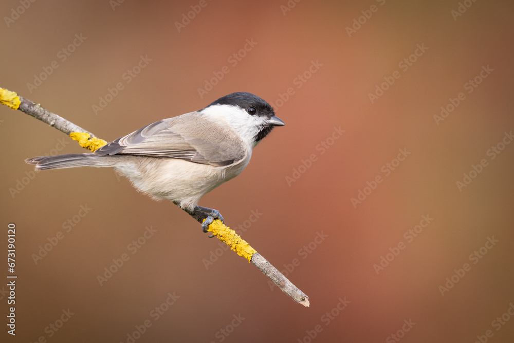 Naklejka premium Bird - Marsh tit Poecile palustris perched on branch, winter time Poland Europe