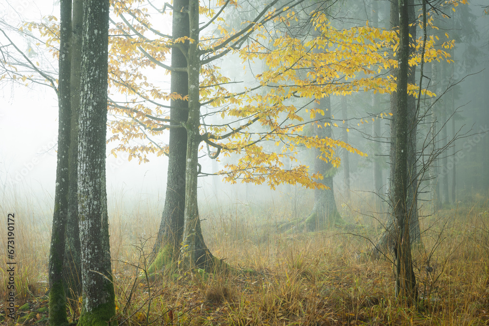 Fototapeta premium Autumn landscape misty foggy day in Knyszyn Primeval Forest, Poland Europa, early morning, sunrise in misty forest