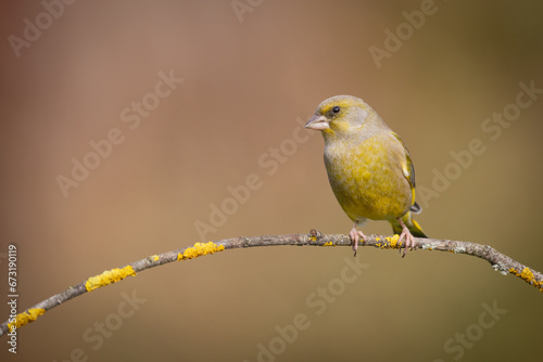 European greenfinch Chloris chloris or common greenfinch songbird small yellow bird on blurry background