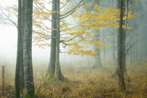 Autumn landscape misty foggy day in Knyszyn Primeval Forest  Poland Europa  early morning  sunrise in misty forest